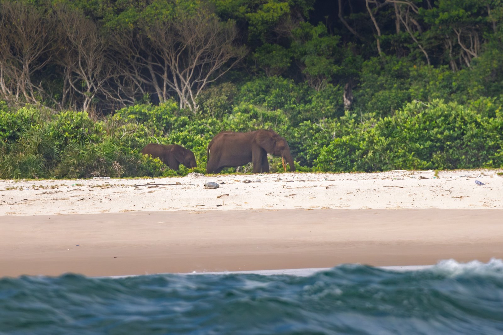 Búfalos selvagens na praia da costa atlântica africana, vistos do alto
