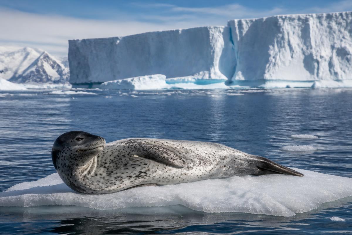 Foca-leopardo descansando sobre uma placa de gelo na Antártida